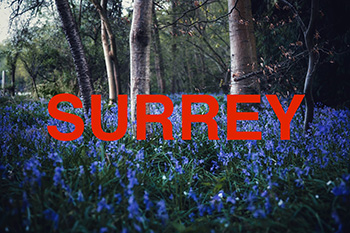 A picture of the bluebell woods in Surrey with the label Surrey over the top